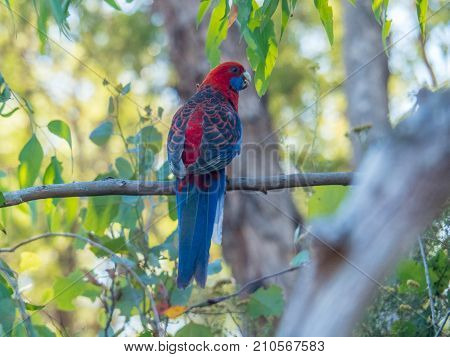 Colorful Crimson Rosella