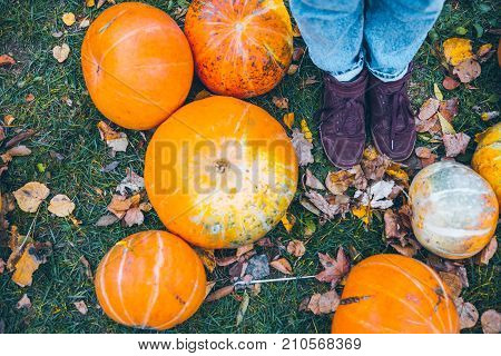 woman lags near pumpkins in autumn day