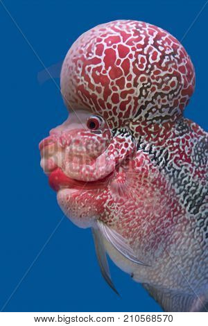 Beautiful Red Pearl Flowerhorn Cichlids Fish in Tank Water Blue Background