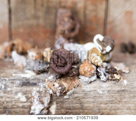 bird droppings. Macro . In the park in nature