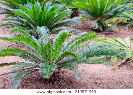 Close Up Small Palm Trees In Nursery Plantation With Artificial Irrigation, Selective Focus. Space F