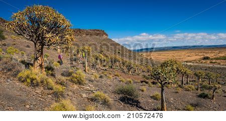 Hiking through a Quiver tree forest in the Karoo region of South Africa