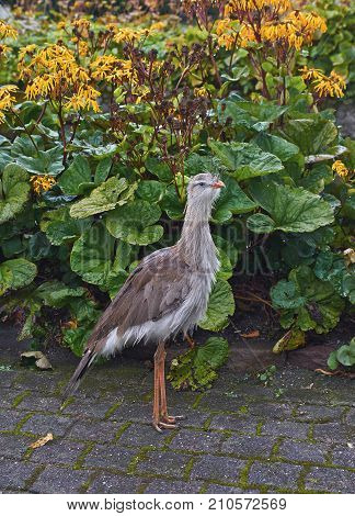 Red legged seriema bird (Cariama cristata) full body close up