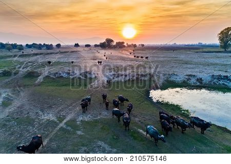 Water Buffalo Grazing At Sunset  Next To The River Strymon In Northern Greece.