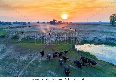 Water Buffalo Grazing At Sunset  Next To The River Strymon In Northern Greece.