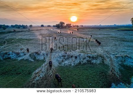 Water Buffalo Grazing At Sunset  Next To The River Strymon In Northern Greece.