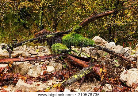 Trees on the bottom canyon Vela Draga in autumnn, Croatia, HR