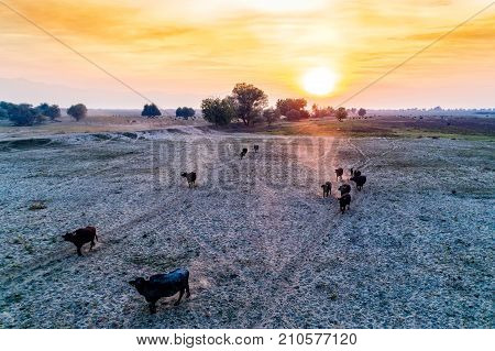 Water Buffalo Grazing At Sunset  Next To The River Strymon In Northern Greece.