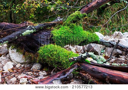 Trees on the bottom canyon Vela Draga in autumnn, Croatia, HR