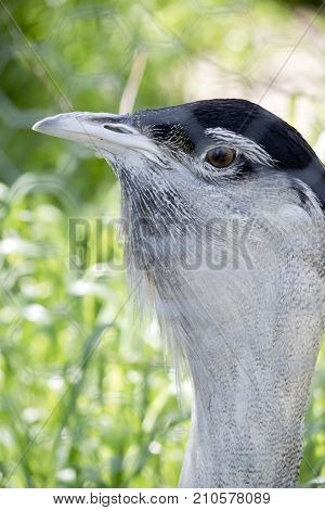 this is a close up of a male Australian bustard