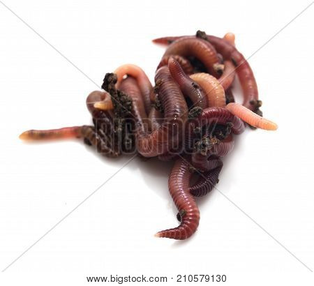 worm in the ground on a white background .