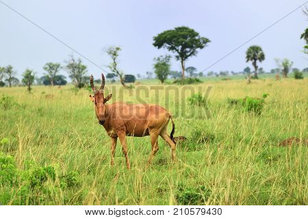 Lelwel Hartebeest Antelope, Uganda
