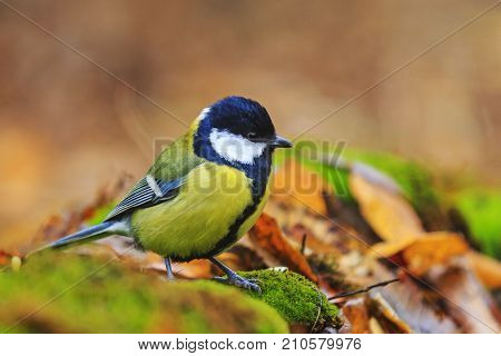 forest bird among the colors of the autumn forest , wildlife, animals