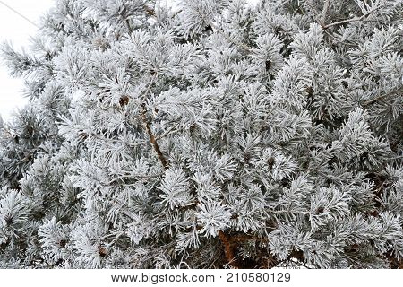 pine needles are covered with frost , seasons, winter