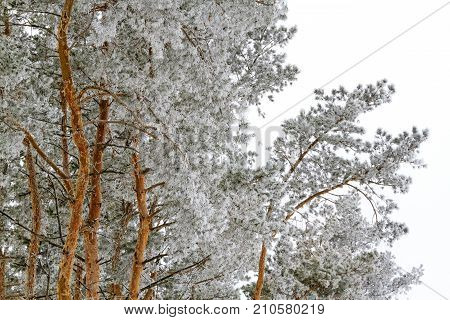 pine forest covered with morning frost , seasons, winter