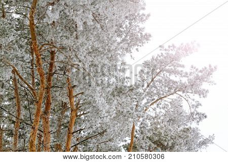 pine forest covered with morning frost with sunny hotspot , seasons, winter