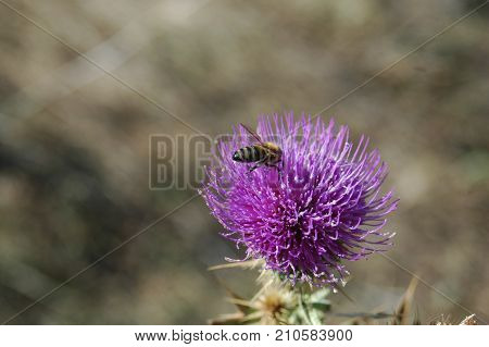 the bee collects the pollen from the thistle flower. Macro photography.