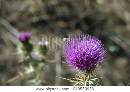 the bee collects the pollen from the thistle flower. Macro photography.