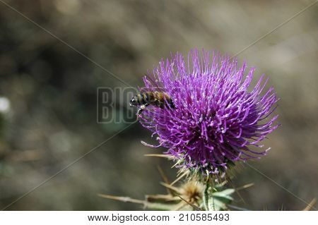the bee collects the pollen from the thistle flower. Macro photography.