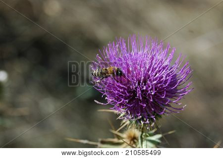 the bee collects the pollen from the thistle flower. Macro photography.