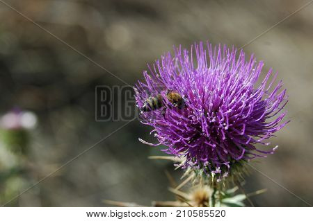 the bee collects the pollen from the thistle flower. Macro photography.