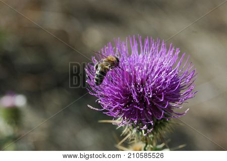 the bee collects the pollen from the thistle flower. Macro photography.