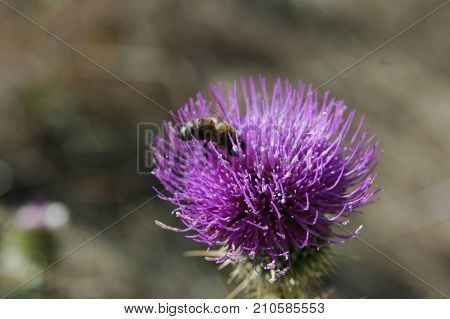 the bee collects the pollen from the thistle flower. Macro photography.