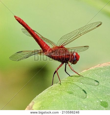 Red dragonfly on a leaf in nature