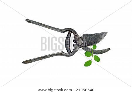 Alte Garten Astschere und grünes Blatt