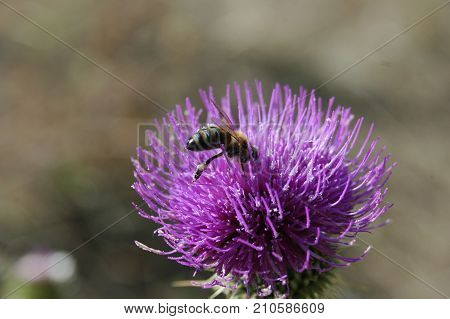 the bee collects the pollen from the thistle flower. Macro photography.
