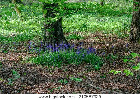 Bluebells in the wood in springtime. Shot shows flowers agains undergrowth.
