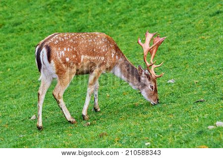 Deer Grazing On The Grass