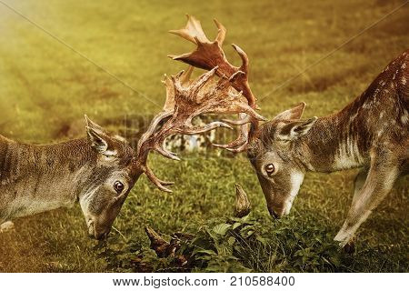 Closeup Of Deer Fight