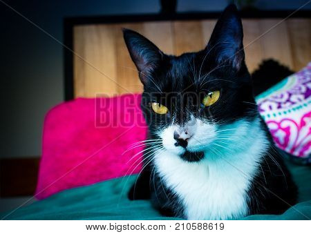 Black and White Cat With Amazing Eyes