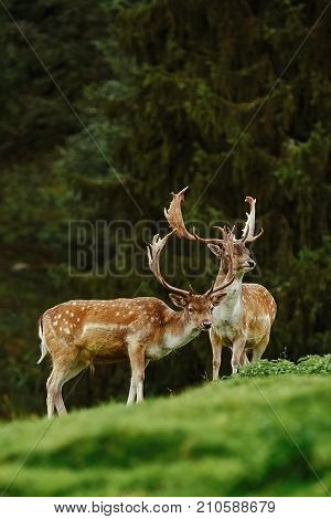 Deers Near The Forest
