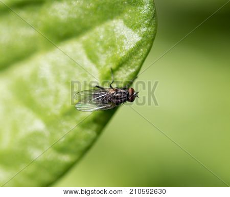 fly in nature. macro . In the park in nature