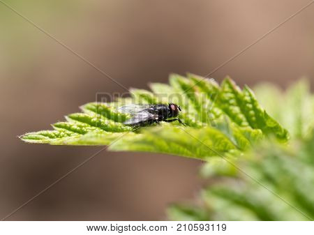 fly in nature. macro . In the park in nature