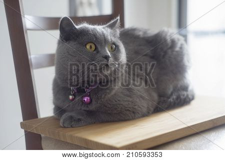Happy Scottish kitten looking at camera. isolated on white background