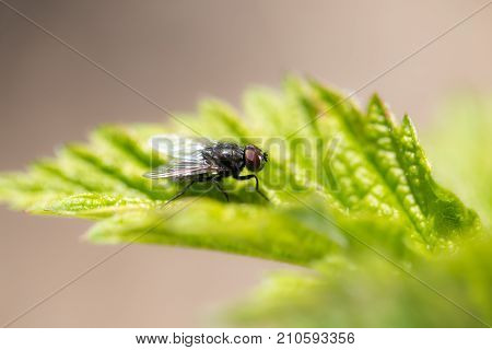 fly in nature. macro . In the park in nature