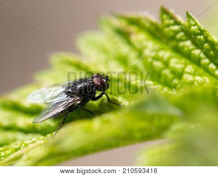 fly in nature. macro . In the park in nature