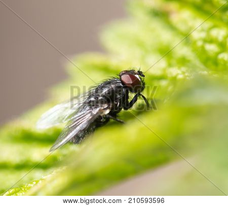 fly in nature. macro . In the park in nature