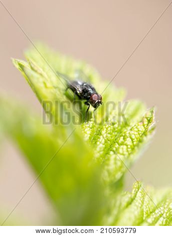 fly in nature. macro . In the park in nature