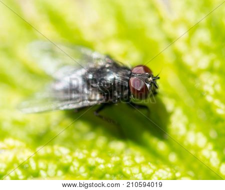 fly in nature. macro . In the park in nature