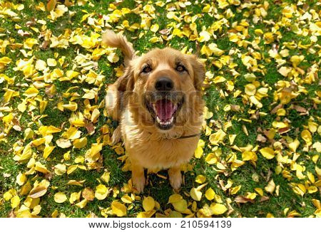 a happy dog siitting on the grass with yellow autumn leaves.