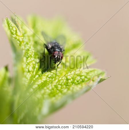 fly in nature. macro . In the park in nature