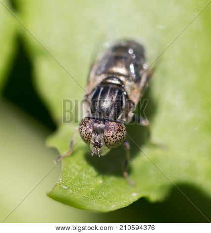 fly in nature. macro . In the park in nature