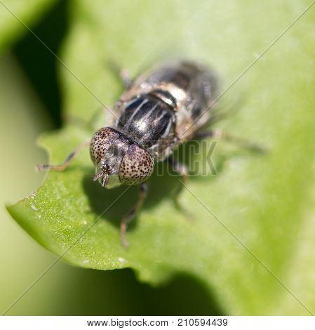 fly in nature. macro . In the park in nature