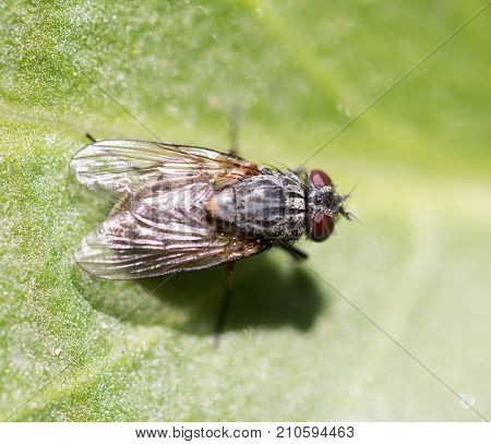 fly in nature. macro . In the park in nature