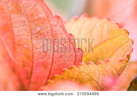 Closeup nature view of Red leaf texture on blurred background in garden with copy space using as background natural greenery plants landscape ecology fresh wallpaper concept.