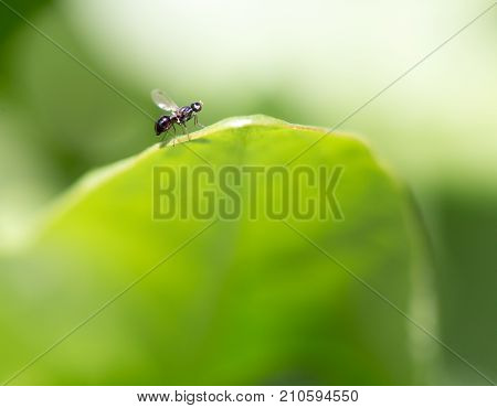 fly in nature. macro . In the park in nature